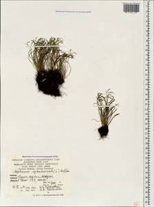 Костенец северный (L.) Hoffm., Кавказ, Грузия (K4) (Грузия)