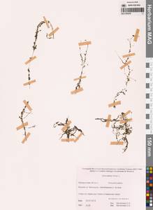 Пузырчатка малая L., Сибирь, Чукотка и Камчатка (S7) (Россия)