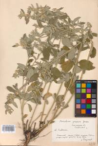 MHA 0 155 547, Шандра чужеземная L., Восточная Европа, Южно-Украинский район (E12) (Украина)