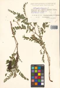 Астрагал болотный L., Сибирь, Дальний Восток (S6) (Россия)