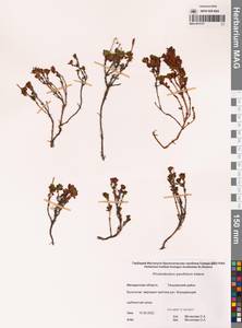 Рододендрон мелколистный Adams, Сибирь, Чукотка и Камчатка (S7) (Россия)