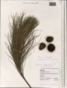 Pinus merkusii Jungh. & de Vriese, Зарубежная Азия (ASIA) (Вьетнам)