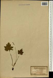 Mitella japonica Maxim., Зарубежная Азия (ASIA) (Япония)