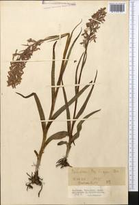 Dactylorhiza incarnata subsp. cilicica (Klinge) H.Sund., Средняя Азия и Казахстан, Северный и Центральный Тянь-Шань (M4) (Киргизия)