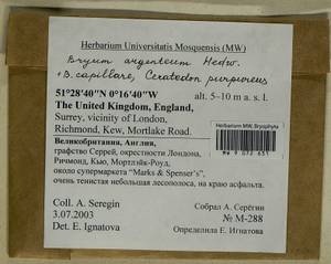Rosulabryum capillare (Hedw.) J.R. Spence, Гербарий мохообразных, Мхи - Западная Европа (BEu) (Великобритания)