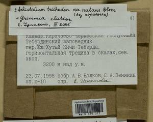 Grimmia elatior Bruch ex Bals.-Criv. & De Not., Гербарий мохообразных, Мхи - Северный Кавказ и Предкавказье (B12) (Россия)