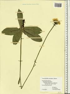 Trommsdorffia maculata (L.) Bernh., Восточная Европа, Западный район (E3) (Россия)