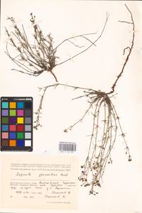 Cynanchica graveolens (M.Bieb. ex Schult. & Schult.f.) P.Caputo & Del Guacchio, Восточная Европа, Нижневолжский район (E9) (Россия)