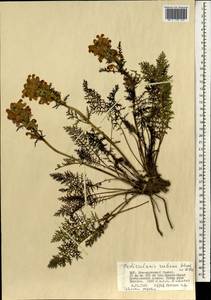 Мытник краснеющий Stephan ex Willd., Монголия (MONG) (Монголия)