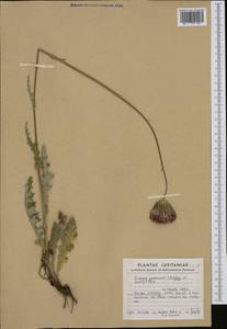Cirsium filipendulum Lange, Западная Европа (EUR) (Португалия)