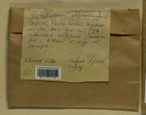 Polytrichum juniperinum Hedw., Гербарий мохообразных, Мхи - Якутия (B19) (Россия)