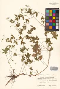 Герань сибирская L., Сибирь, Дальний Восток (S6) (Россия)