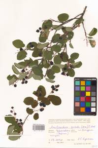 Amelanchier × spicata (Lam.) K.Koch, Восточная Европа, Северо-Украинский район (E11) (Украина)