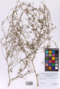 Донник волжский Poir., Восточная Европа, Московская область и Москва (E4a) (Россия)