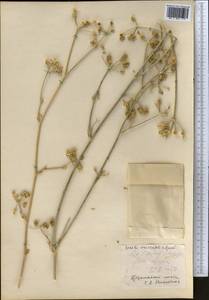 Жабрица пушистоголовая (Pall. ex Spreng.) Schischk., Средняя Азия и Казахстан, Прикаспийский Устюрт и Северное Приаралье (M8) (Казахстан)