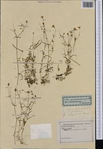 Heliosperma pusillum subsp. pusillum, Западная Европа (EUR) (Словакия)