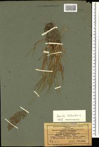 Полевица побегоносная L., Кавказ, Азербайджан (K6) (Азербайджан)