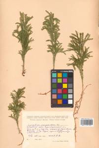 Dendrolycopodium obscurum (L.) A. Haines, Сибирь, Дальний Восток (S6) (Россия)