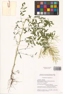 Сердечник недотрога L., Восточная Европа, Центральный лесостепной район (E6) (Россия)