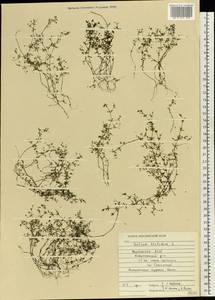 Подмаренник трехраздельный L., Восточная Европа, Средневолжский район (E8) (Россия)