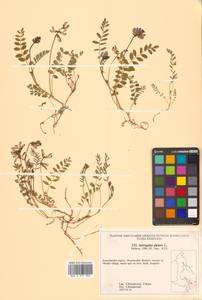 Астрагал альпийский L., Сибирь, Чукотка и Камчатка (S7) (Россия)