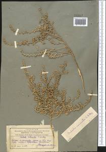 Caroxylon turkestanicum (Litv.) Akhani & Roalson, Средняя Азия и Казахстан, Памир и Памиро-Алай (M2) (Таджикистан)