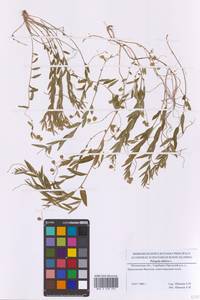 Истод сибирский L., Восточная Европа, Московская область и Москва (E4a) (Россия)