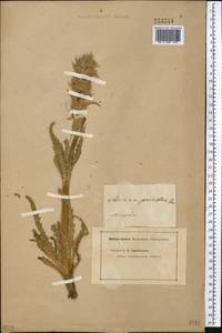 Cryptothladia parviflora (Kar. & Kir.) M. J. Cannon, Средняя Азия и Казахстан, Джунгарский Алатау и Тарбагатай (M5) (Казахстан)