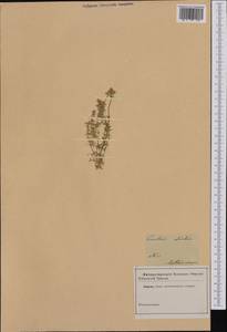 Cerastium arvense subsp. strictum (L.) Gaudin, Западная Европа (EUR) (Франция)