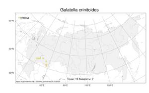 Galatella crinitoides, Солонечник грудницевидный Novopokr., Атлас флоры России (FLORUS) (Россия)