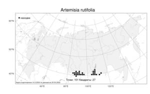 Artemisia rutifolia, Полынь рутолистная Stephan ex Spreng., Атлас флоры России (FLORUS) (Россия)