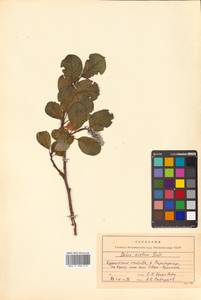 Salix arctica subsp. crassijulis (Trautv.) A. K. Skvortsov, Сибирь, Дальний Восток (S6) (Россия)