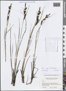 Осока черная (L.) Reichard, Восточная Европа, Северо-Западный район (E2) (Россия)