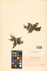 Сальвиния плавающая (L.) All., Восточная Европа, Нижневолжский район (E9) (Россия)