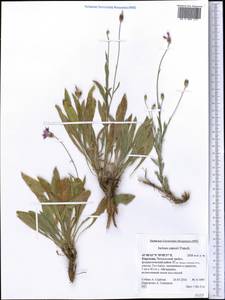 Наголоватка Капю (Franch.) Franch., Средняя Азия и Казахстан, Западный Тянь-Шань и Каратау (M3) (Киргизия)