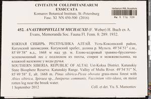 Anastrophyllum michauxii (F. Weber) H. Buch, Гербарий мохообразных, Мхи - Западная Сибирь (включая Алтай) (B15) (Россия)