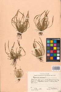 Мышехвостник маленький L., Восточная Европа, Московская область и Москва (E4a) (Россия)