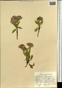Соссюрея горькая, Горькуша горькая (L.) DC., Монголия (MONG) (Монголия)