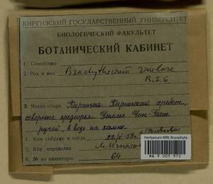 Brachythecium rivulare Schimp., Гербарий мохообразных, Мхи - Средняя Азия и Казахстан (B16) (Киргизия)