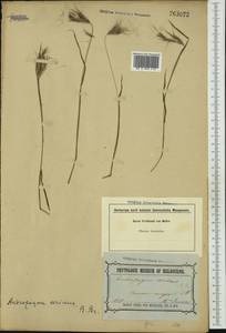 Dichanthium sericeum (R.Br.) A.Camus, Австралия и Океания (AUSTR) (Австралия)