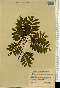 Sorbus commixta var. rufoferruginea C. K. Schneid., Зарубежная Азия (ASIA) (Россия)