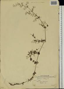 Подмаренник мягкий L., Восточная Европа, Западно-Украинский район (E13) (Украина)