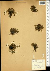 Низкозонтичник бесстебельный (M.Bieb.) Boiss., Кавказ, Армения (K5) (Армения)