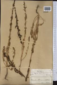 Сведа высочайшая, Сведа высокая (L.) Pall., Средняя Азия и Казахстан, Сырдарьинские пустыни и Кызылкумы (M7) (Казахстан)