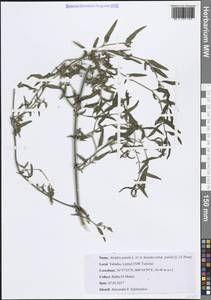 Лебеда раскидистая L., Африка (AFR) (Тунис)