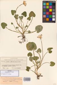 Ficaria kochii (Ledeb.) Iranshahr & Rech.fil., Кавказ, Грузия (K4) (Грузия)