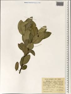 Euclea racemosa subsp. schimperi (A.DC.) F.White, Африка (AFR) (Эфиопия)