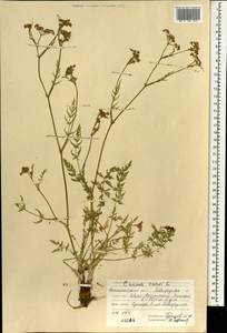 Тмин обыкновенный L., Монголия (MONG) (Монголия)