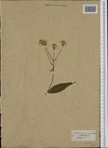 Senecio umbrosus Waldst. & Kit., Западная Европа (EUR) (Венгрия)