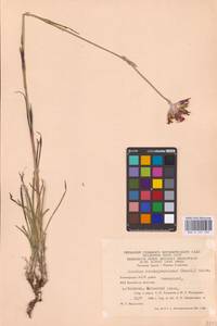 Гвоздика Андржейовского Zapal., Восточная Европа, Восточный район (E10) (Россия)